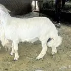 خروف للبيع