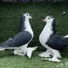 زوج حمام شيرازي top