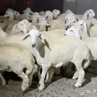 طليان حري و سواكني اضاحي