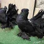 زوج رقاص هندي منتج