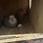 جوز روز اقبل (( البدل )) ب فيشر جوز