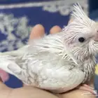 فروخ كروان تايقر هولندي