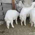 خرفان البيع عدد 3