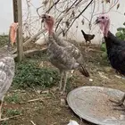 ديك رومي مع ثنتين إناث للبيع