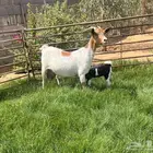 قزميه متبع بجفره