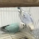 طيور للبيع