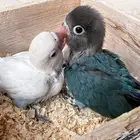 فروخ فيشر هولندي انتاج