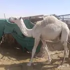 حشو للبيع