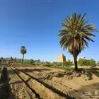 مطلوب مزرعه للايجار نجران