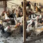 دجاج
