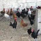 للبيع عدد 50 ديك