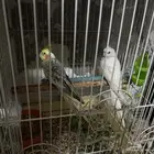 سلام عليكم جوز كروان