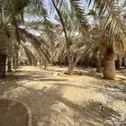 للبيع نخل عدد 45 تقريبا