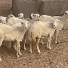 24 رخال رفيديات صغار سن منوة القاني تبارك الرحمن