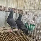 جوز زاجل انتاج له بعياله وذكور الموند