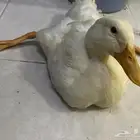 بطه