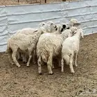 ثلاثه خرفان وست رخال بلديه