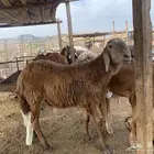 سواكني تربية حمري جذعان جبرة