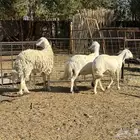 اعرض لكم عرضين