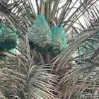 ثمر سري وخلاص حساء وخلاص وادي