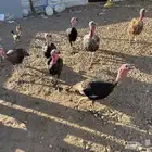 ديوك رومي للبيع