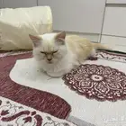 قطة للتبنى