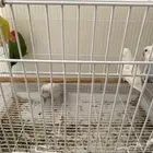 للبيع ثلاث اجوز روز جاهزين كلهم