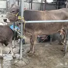 بقره سويسريه براون تحتها عجل