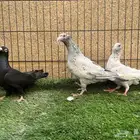 زوج مراسيل بولده