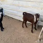 جفرتين للبيع