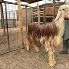 خروف نجدي لون مميز احمر ابيض جوال