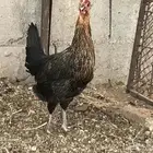 دجاجتين مهجنات براهما وبلدي