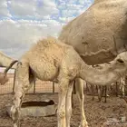 قعود للببع