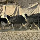 رخال وضان نجد