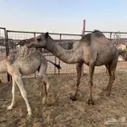 بكره خلفه تحتها قعود (تم البيع )