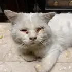 قطة مسكينة