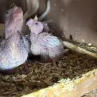 فرخين كروان