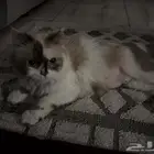 قط لتبني
