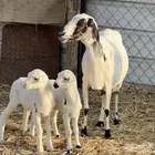 نعجه والد متاومه