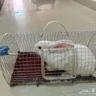 أرنب ابيض