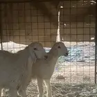 رخل وخروف حري