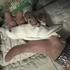 روز هدد اليف البينو ذكر وانثى اليفه ماشاءالله