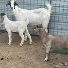 عنز قبرصيه معاها اثنين تيوس بعمر شهرين