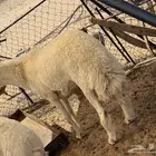 مشروع فحل حري صنف