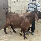 فحل ادهم جرم ناهي