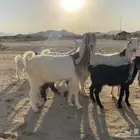 معزاء هولنديه متاويم