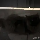 قطه لتبني وضائعة