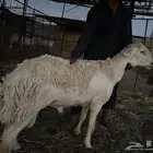 فحل صنف