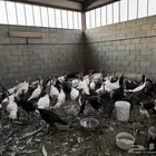 دجاج رومي الموقع صلاصل