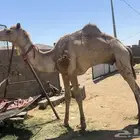 قليصه للبيع